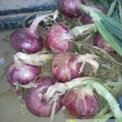 河南汝州红皮洋葱：纸坊乡常亚洲