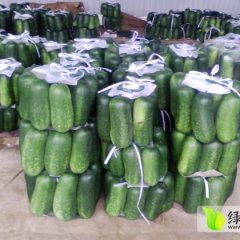 山东青州大青皮冬瓜 价格廉，数量大