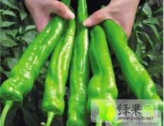 山东青州大量优质长辣椒上市中！