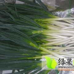 山东莘县铁杆大葱现在价格低