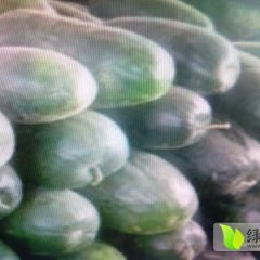 湖北嘉鱼6月供应优质黑皮，白皮冬瓜