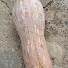 湖北嘉鱼密本南瓜，早熟南瓜6月大量上市