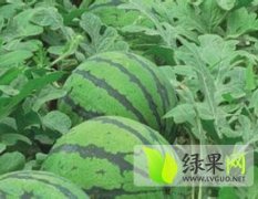 河北新乐京欣西瓜种植基地