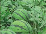 河北新乐京欣西瓜种植基地