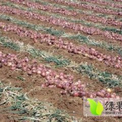 江苏丰县紫皮洋葱现正是上货量大 质量最好的时候