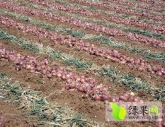 江苏丰县紫皮洋葱现正是上货量大 质量最好的时候