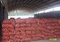 甘肃玉门黄皮洋葱量大 价格公道