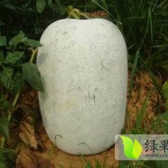 广东雷州粉皮冬瓜 品质优良，价格便宜