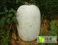 广东雷州粉皮冬瓜 品质优良，价格便宜