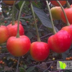 陕西礼泉开始供应龙冠大樱桃