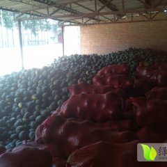 河北黑皮南瓜供应：清凉成李先生