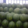 辽宁凌海大棚西瓜从6月开始上市