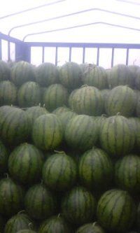 辽宁凌海大棚西瓜从6月开始上市