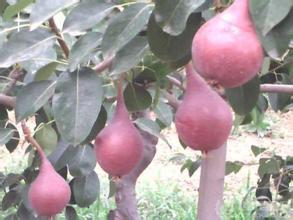 大荔县红梨上市了订货中。