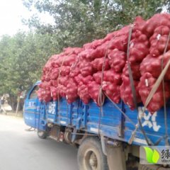 李丙戌：紫皮洋葱