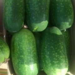 山东郯城一串铃小冬瓜：红花乡张楠