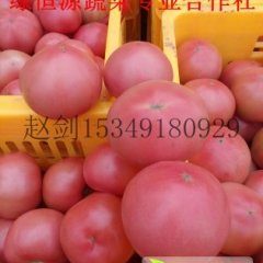 陕西泾阳普罗旺丝西红柿云阳镇 赵剑