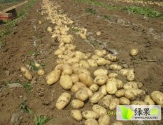 安徽萧县农场百余亩荷兰十五土豆已经上市