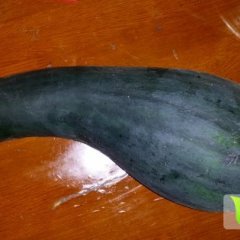 河南新野黑皮南瓜：城郊乡姚书功