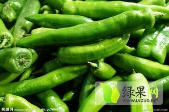 河南夏邑辣椒产地从8月供应至春节
