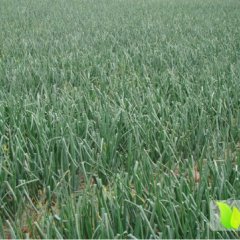 山东巨野沤山红皮扁形洋葱6月初上市