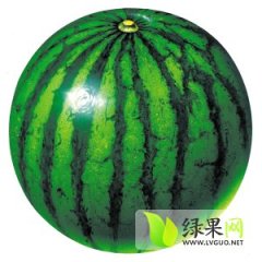 陕西京欣西瓜含糖量高，果实是圆球状