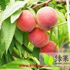 毛桃产地批发直销