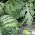 山东省惠民县麻店镇西瓜大量供应