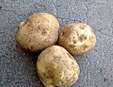我处有200吨精选土豆出售 价格实惠