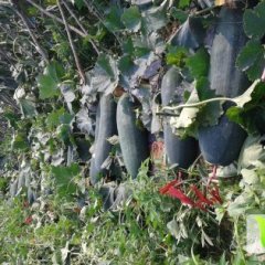 海南黑皮冬瓜代收 代发