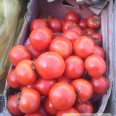 甘肃甘州大棚以色列西红柿现已经上市