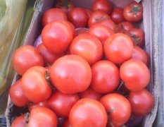甘肃甘州大棚以色列西红柿现已经上市