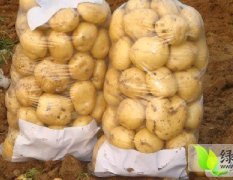 河北昌黎早大白土豆五月中旬开始大量上市