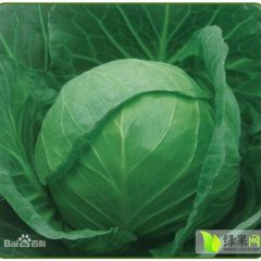 中甘21甘蓝 河北唐山市玉田县甘蓝大量供应中