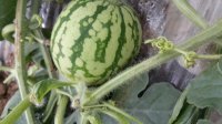 湖北团风百余亩大棚麒麟8424西瓜5月12日上市