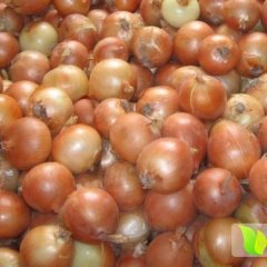 山东郯城洋葱(红黄皮）红花小马