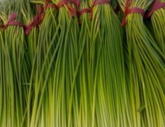 山东安丘红帽蒜苔货源充足，质量好