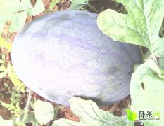 2005年广西江洲黑美人西瓜五一以后会有七成熟