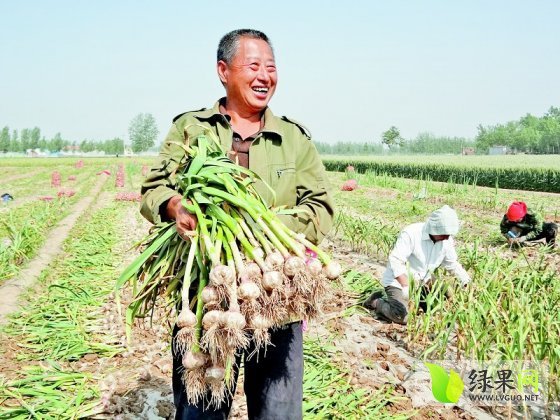 2014年河南通许杂交蒜价格