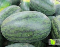 广西江洲驮卢镇黑美人五月十号供应