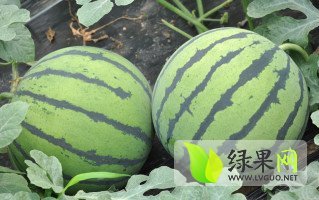 2014年河北阜城京欣价格