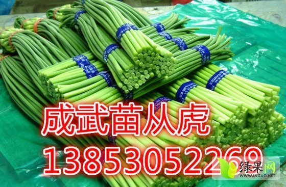 2014年山东成武优质蒜苔价格