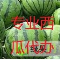 西瓜 7月份上市了 欢迎来抢购