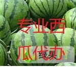 西瓜 7月份上市了 欢迎来抢购