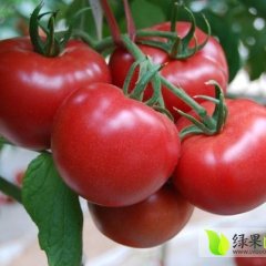 河北饶阳金鹏西红市，茄子上市