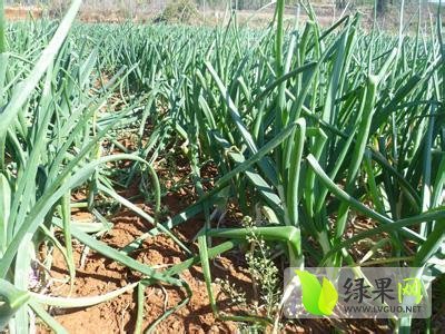 2014年山东安丘黄皮洋葱价格