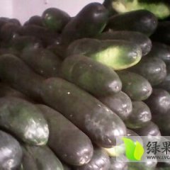 广西南宁市西乡塘区坛洛镇现在已有子弹头冬瓜