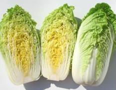 山东平度韩国黄心白菜已经大量上市