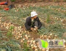 山东郯城黄皮洋葱量大 价格合理