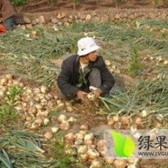 山东郯城黄皮洋葱量大 价格合理
